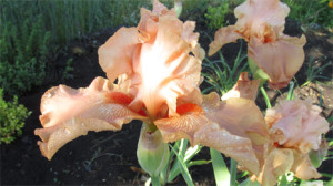 Iris salmone fiorito rid