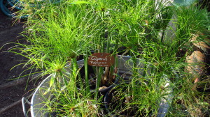 cyperus papyrus