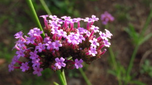 Verbena bonariensis fiore