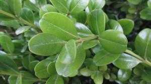 Buxus rotundifolia